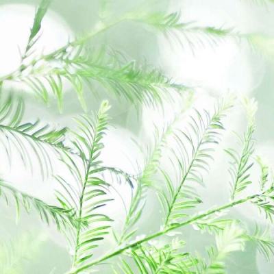 百度大秦帝国手游下载